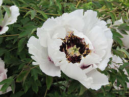 Image of Paeonia rockii (S. G. Haw & Lauener) T. Hong & J. J. Li ex D. Y. Hong