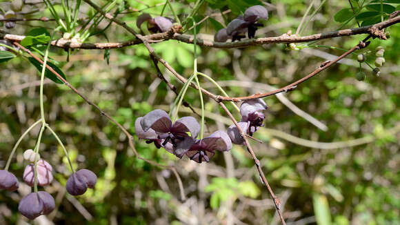 Image of chocolate vine