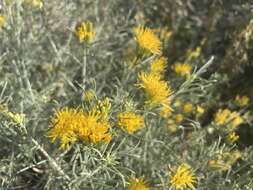 Image of Ericameria nauseosa var. hololeuca (A. Gray) G. L. Nesom & G. I. Baird