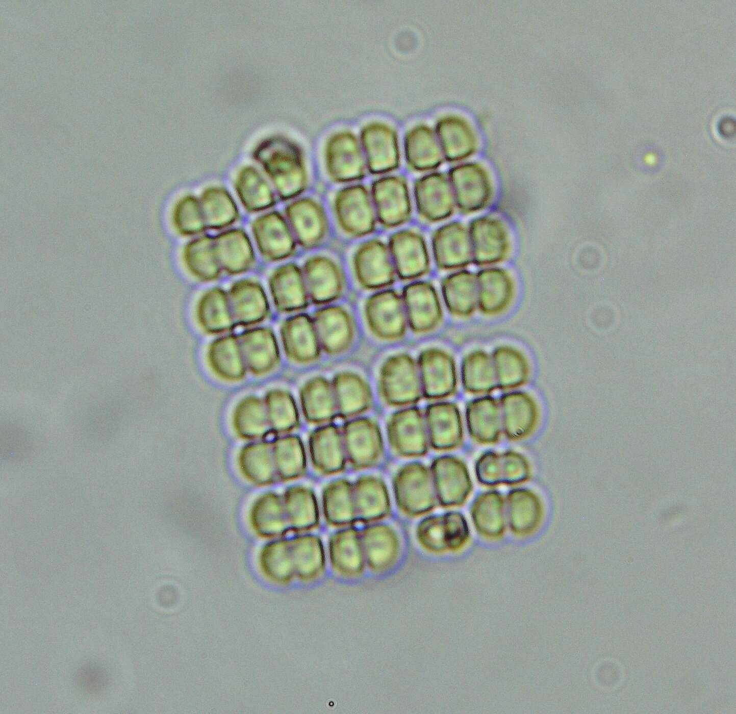 Merismopedia elegans A. Braun ex Kützing 1849的圖片