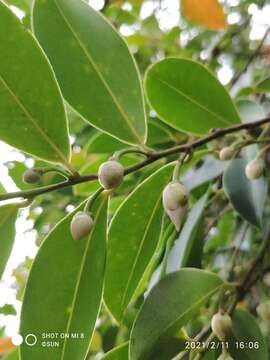 Image of Adinandra dumosa Jack