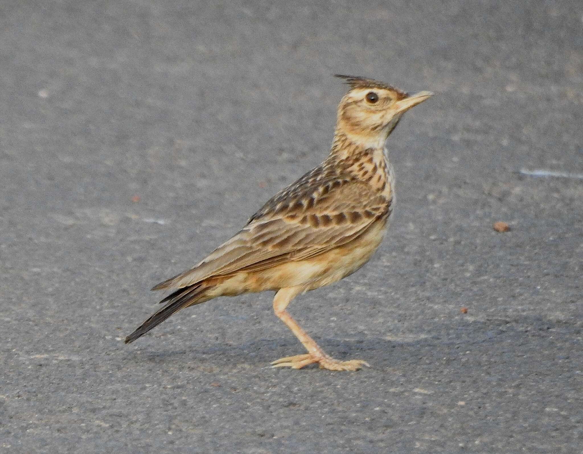 Image de Cochevis de Malabar