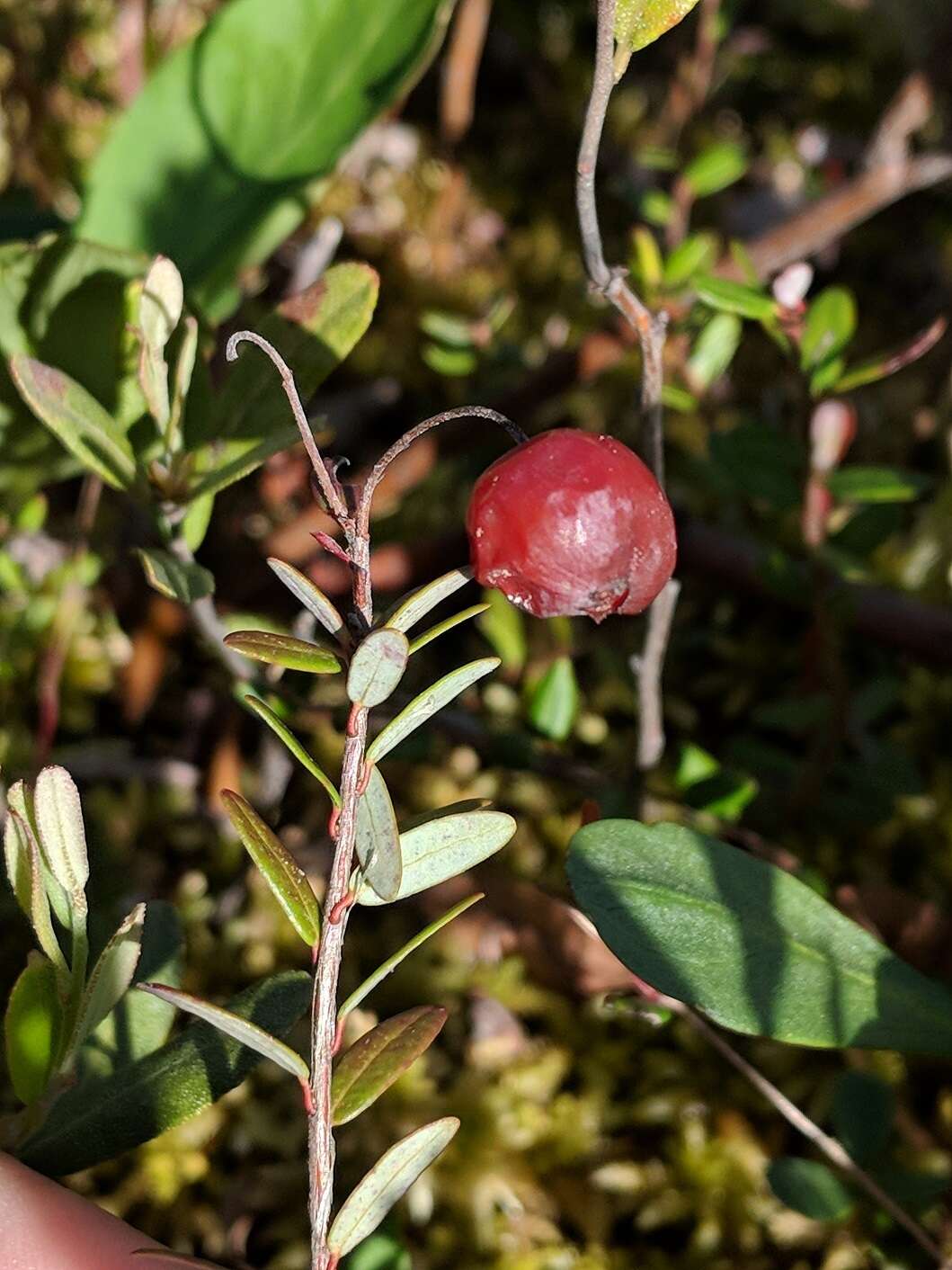 Sivun Vaccinium macrocarpum Aiton kuva