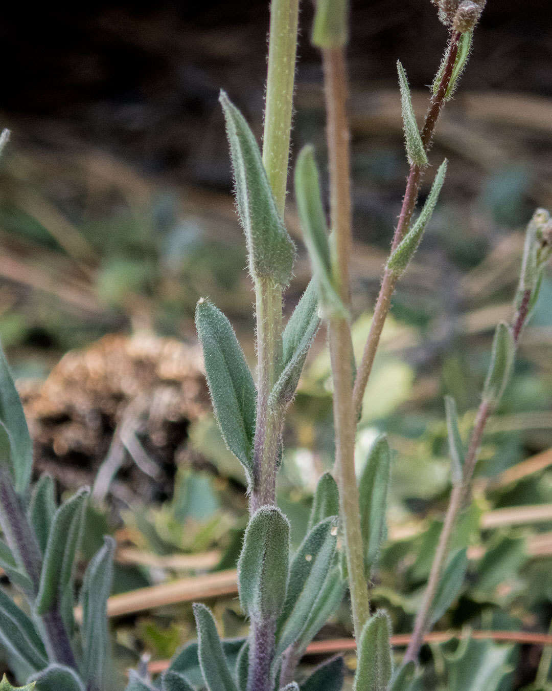 Image of Holboell's rockcress