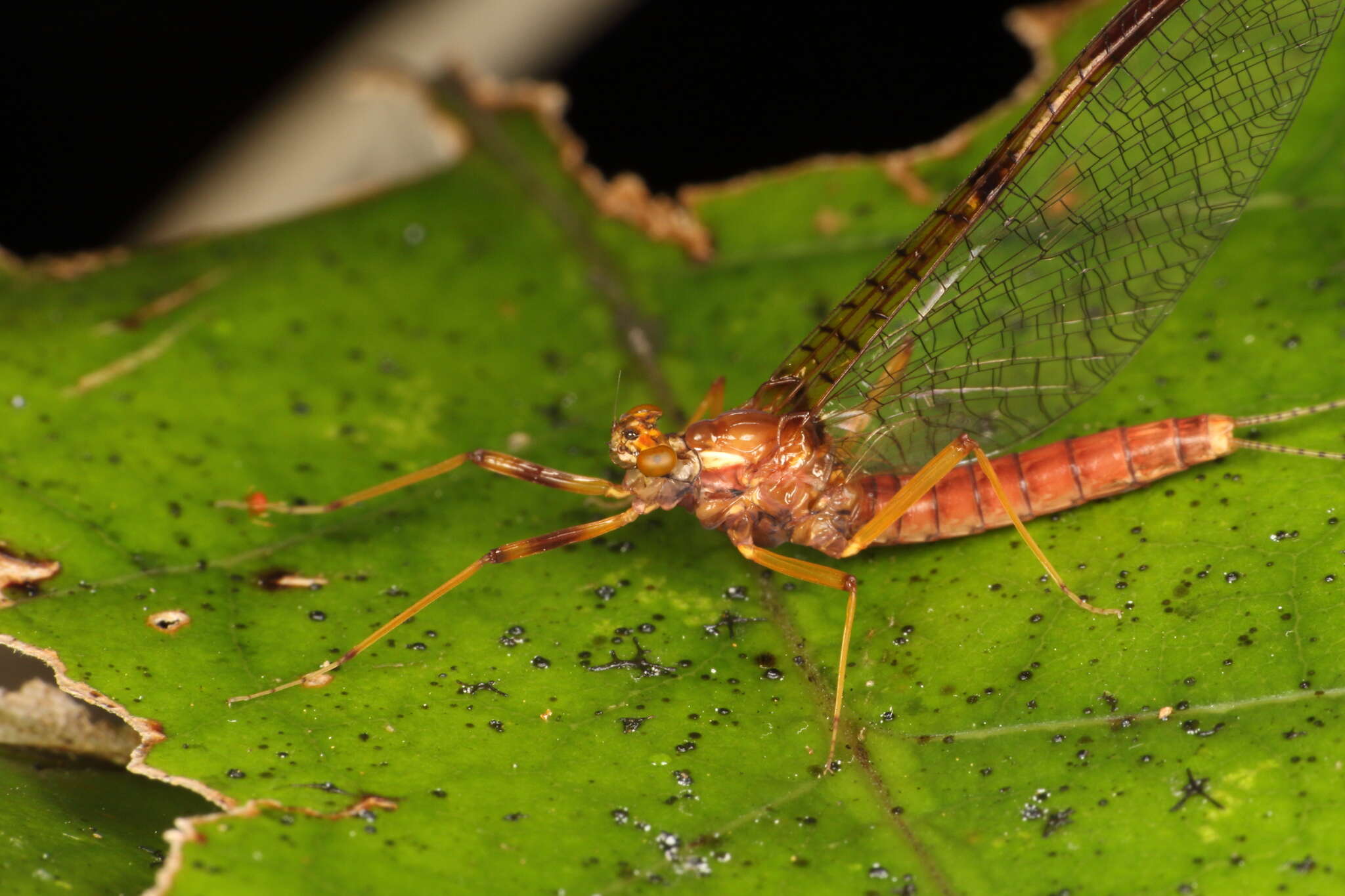 Image de Zephlebia borealis (Phillips 1930)