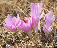 Image of Colchicum lusitanum Brot.