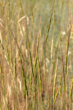 Plancia ëd Aegilops cylindrica Host