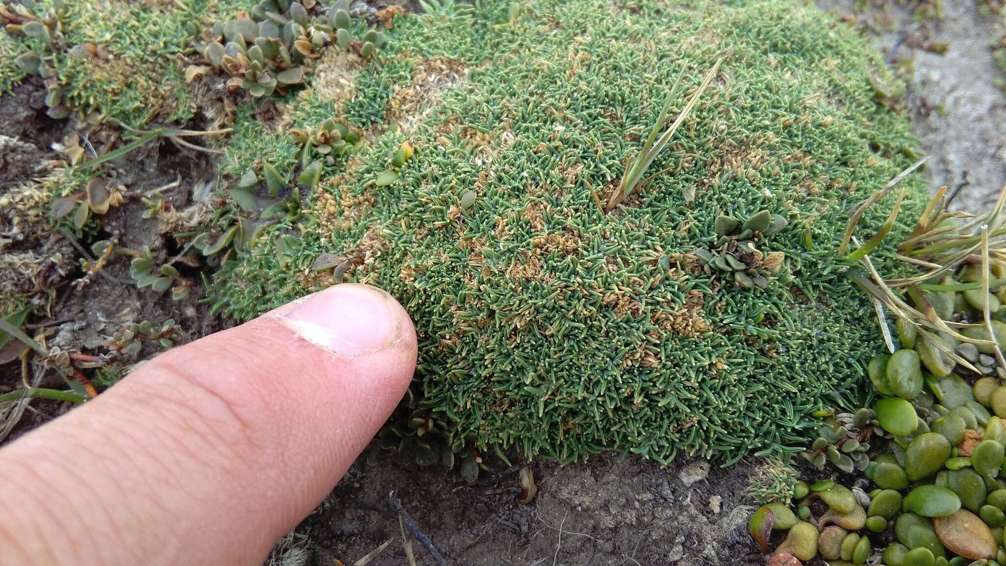 Imagem de Agrostis muscosa Kirk