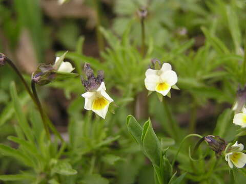 Image of Field Pansy