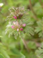 Image of common henbit