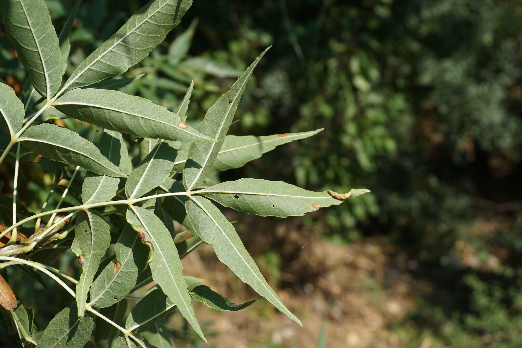 Image of Fraxinus angustifolia subsp. oxycarpa (M. Bieb. ex Willd.) Franco & Rocha Afonso