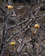 Plancia ëd Pyrus syriaca Boiss.