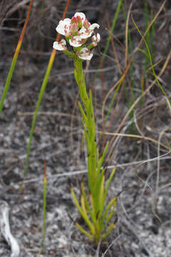Image of Ceratandra globosa Lindl.