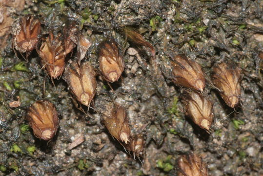 Image of Diphyscium