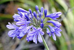 Image de Agapanthus africanus (L.) Hoffmanns.