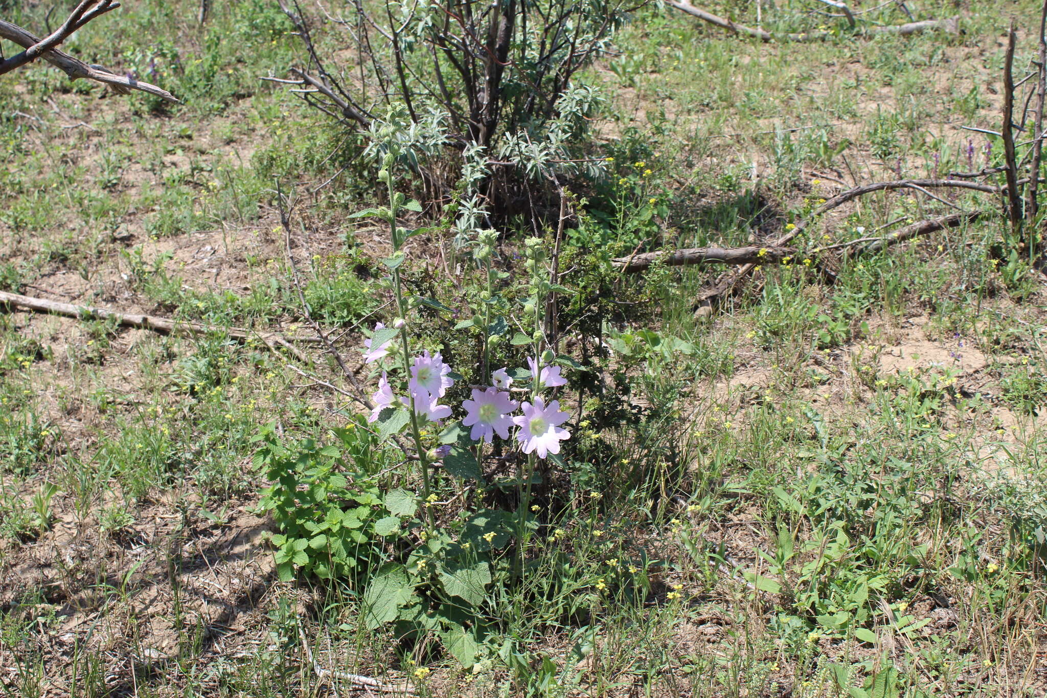 Image of hollyhock