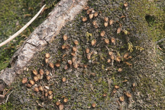 Image of Diphyscium