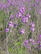 Imagem de Hesperis matronalis L.