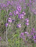 Image of Dame's-violet