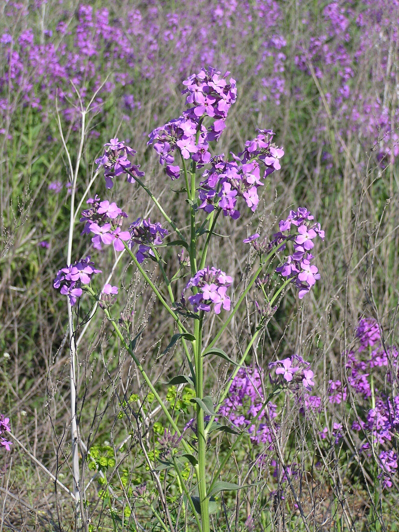 Image of Dame's-violet