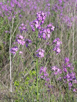 Imagem de Hesperis matronalis L.