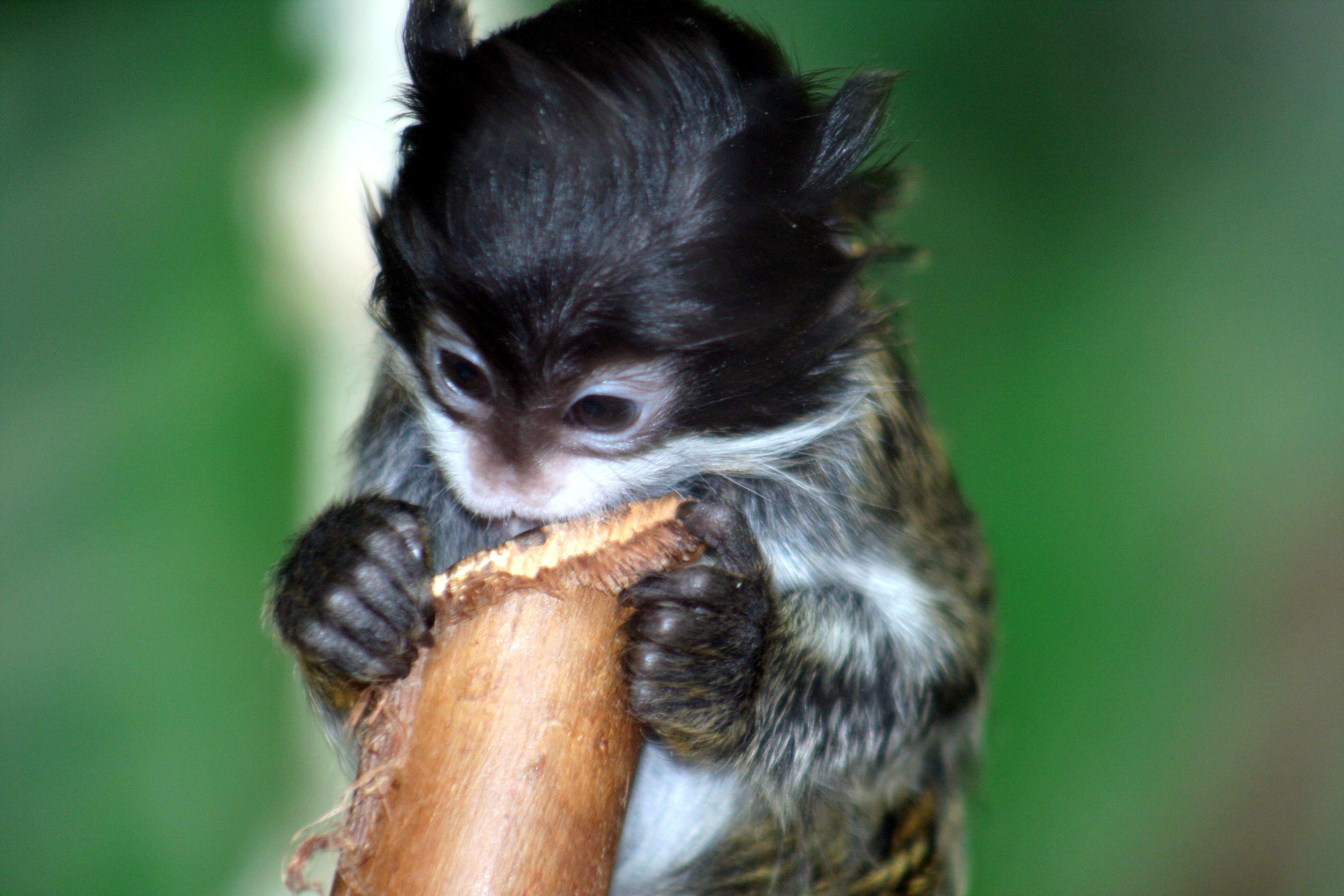 Image of Black-chinned Emperor Tamarin