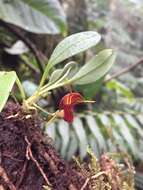 Image of Masdevallia ventricularia Rchb. fil.