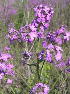 Imagem de Hesperis matronalis L.