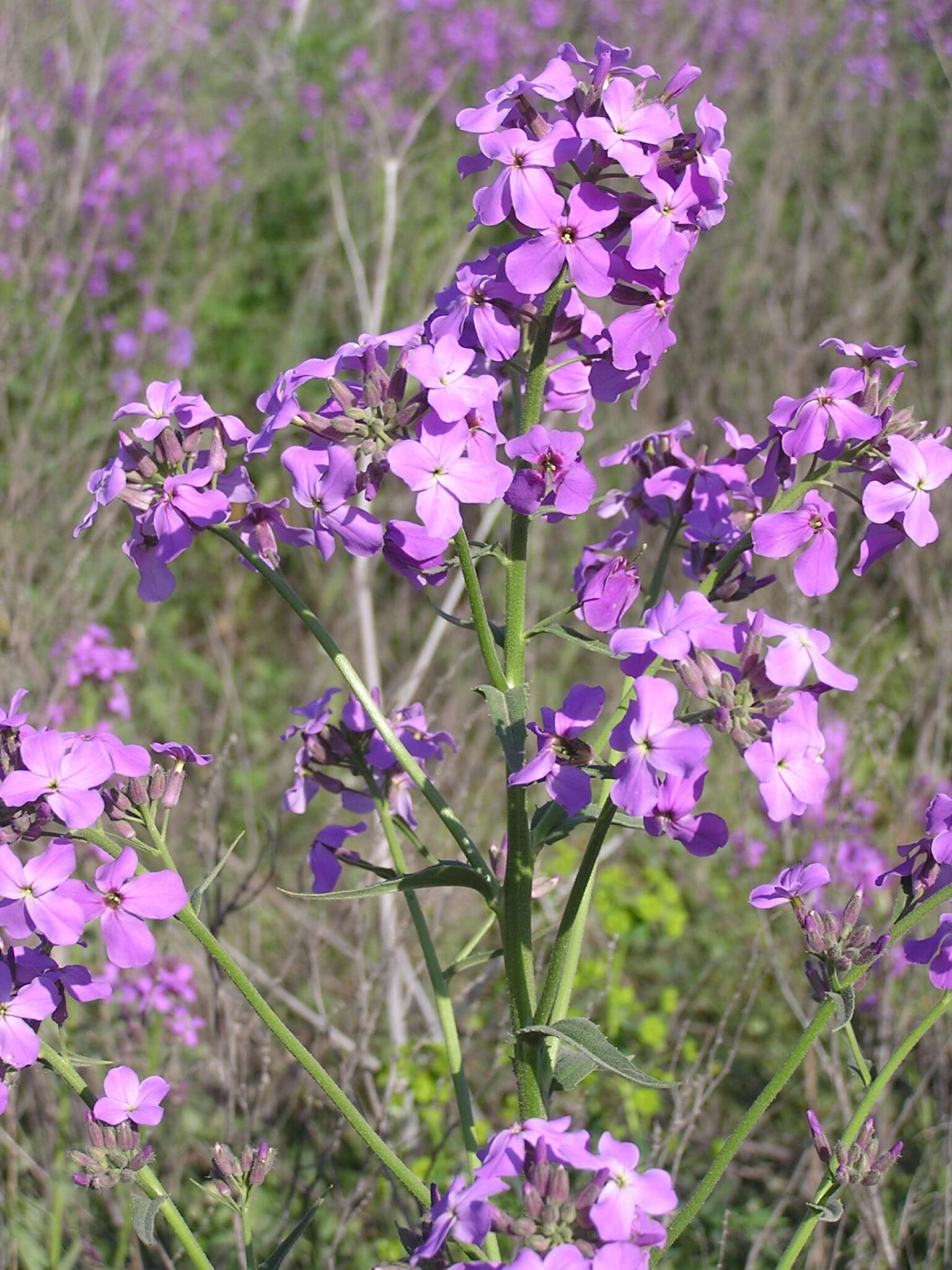 Imagem de Hesperis matronalis L.