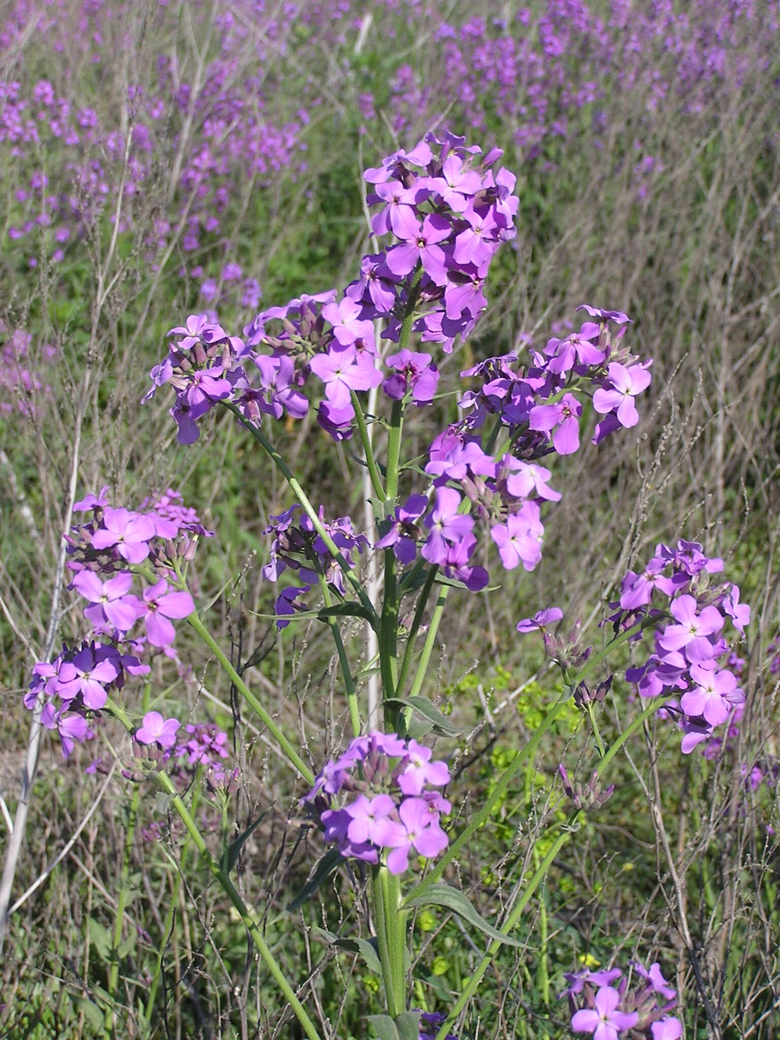 Imagem de Hesperis matronalis L.