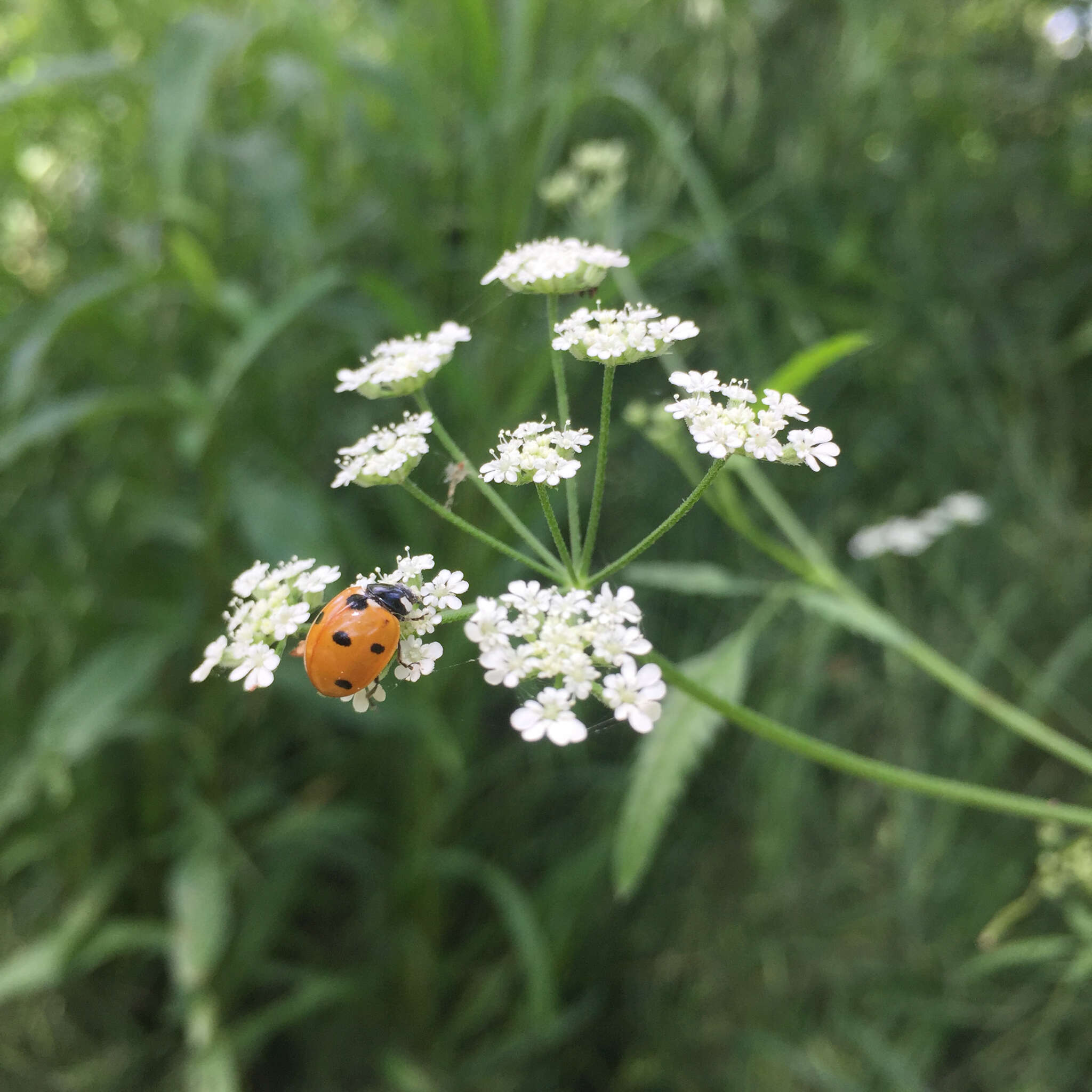 Image of spreading hedgeparsley