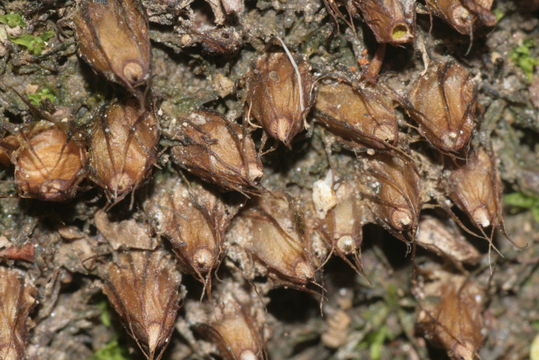 Image of Diphyscium