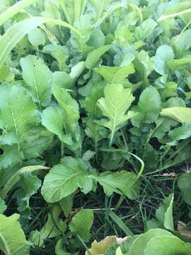 Image of cultivated radish