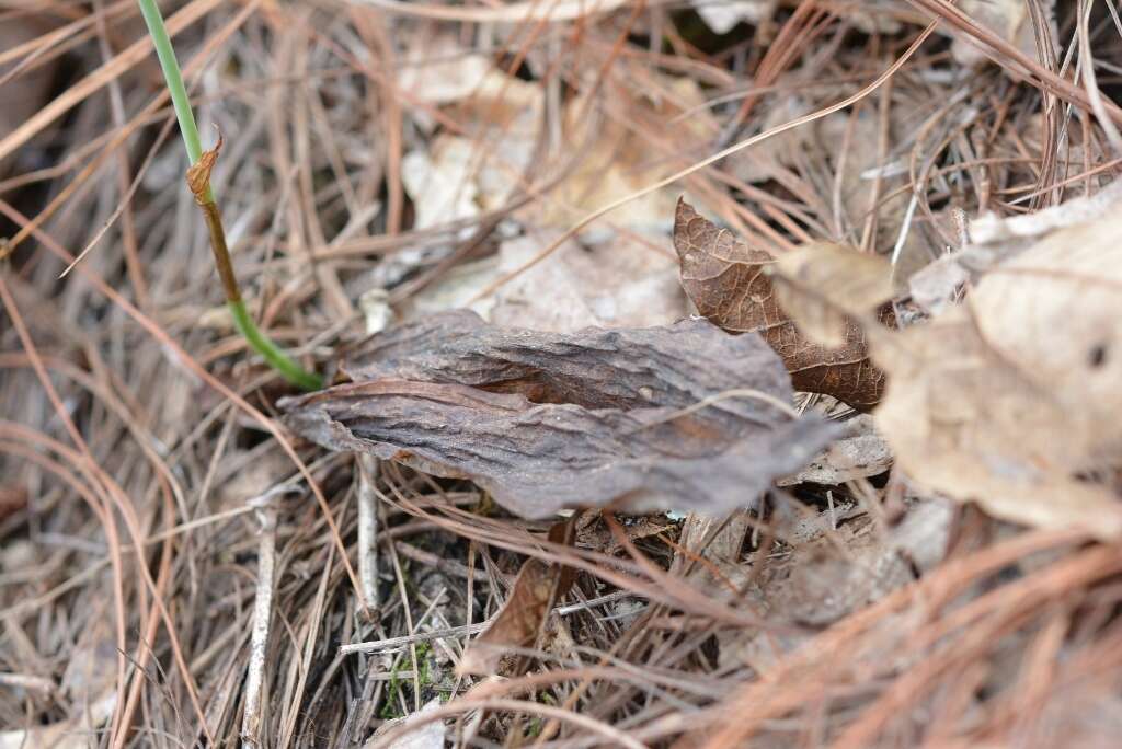 Image of Galeoglossum tubulosum (Lindl.) Salazar & Soto Arenas