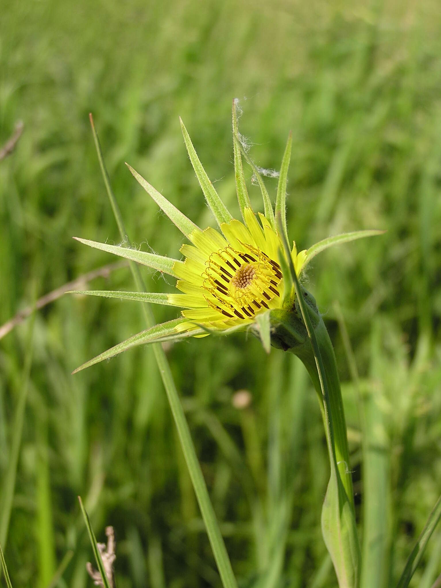 Image of yellow salsify