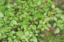 Image of cayenne pepper