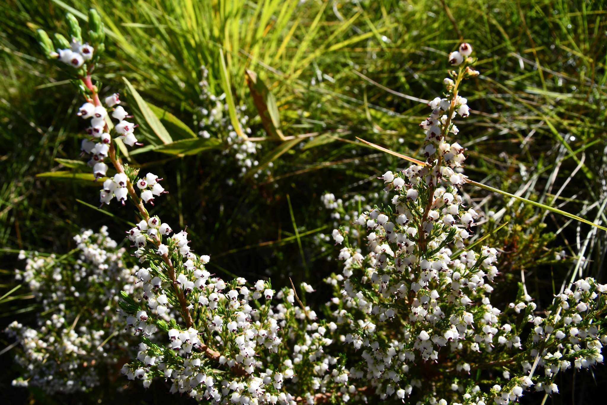 Imagem de Erica drakensbergensis Guthrie & Bolus