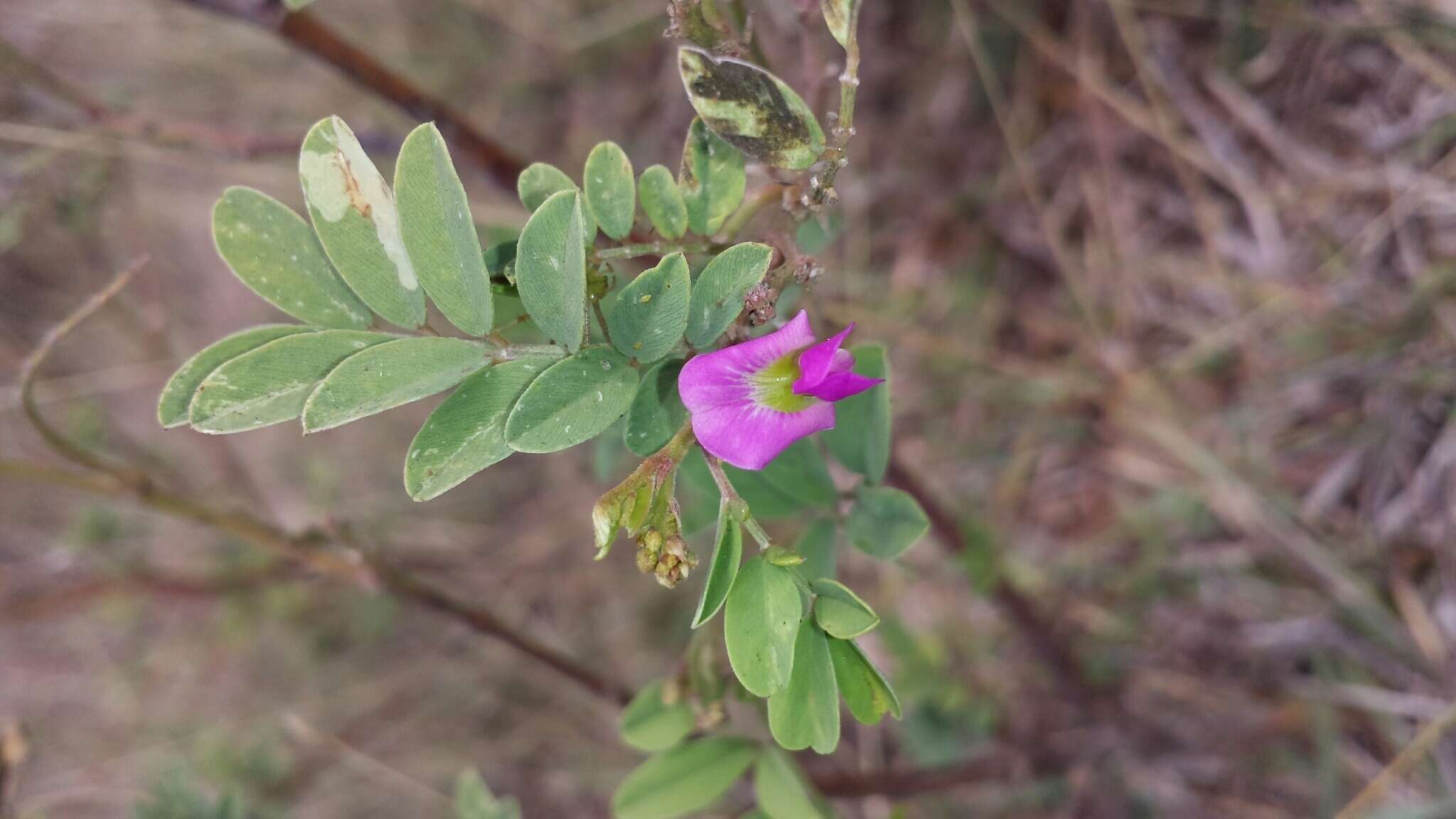 Image de Tephrosia purpurea (L.) Pers.