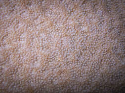 Image of Encrusting Sandpaper Coral