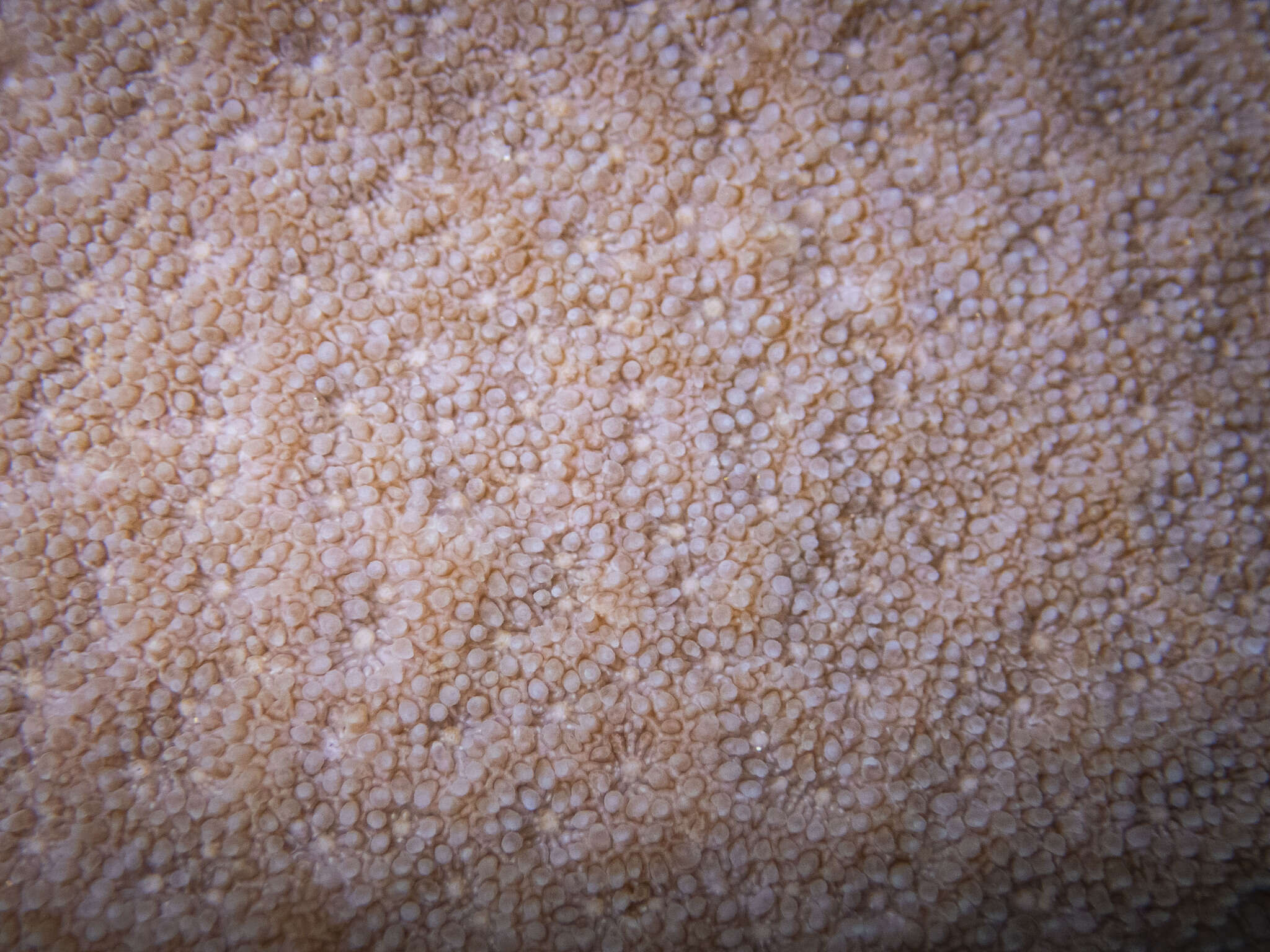 Image of Encrusting Sandpaper Coral