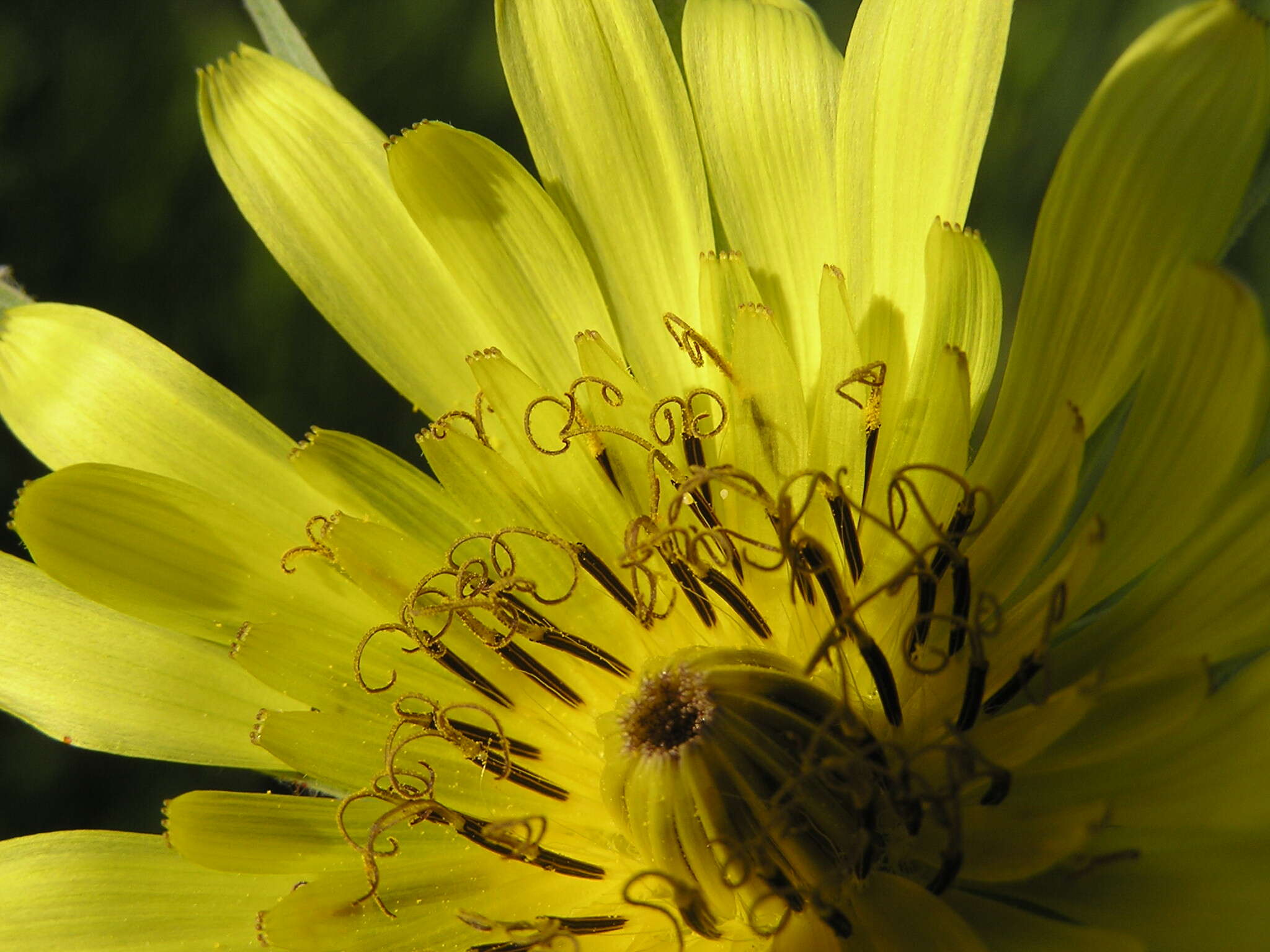 Image of yellow salsify