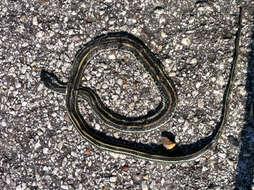 Image of Thamnophis proximus proximus (Say ex James 1823)