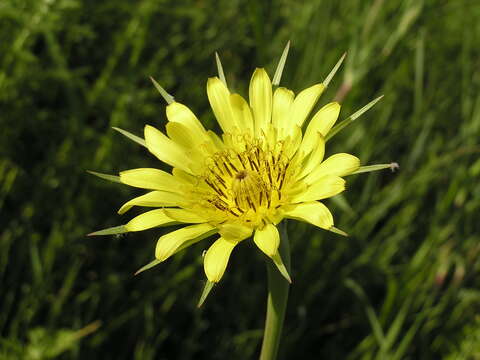 Слика од Tragopogon dubius Scop.