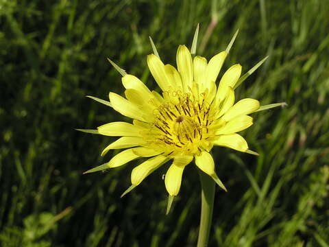 Image of yellow salsify