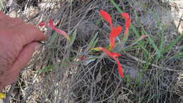 Plancia ëd Gladiolus cunonius (L.) Gaertn.