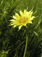 Image of yellow salsify