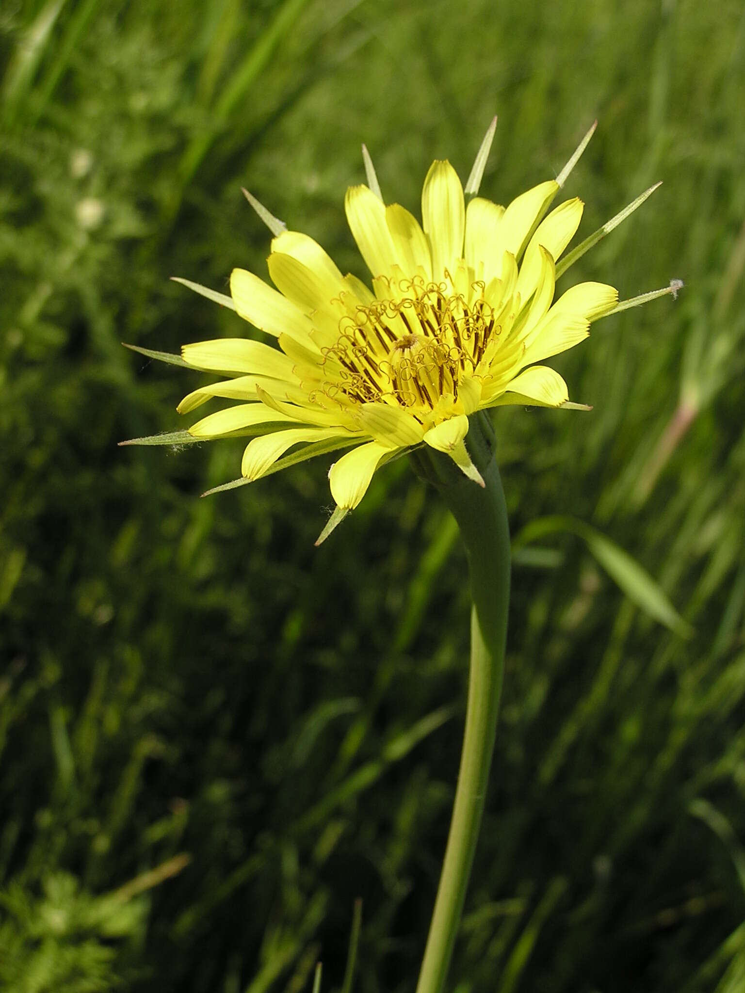 Image of yellow salsify