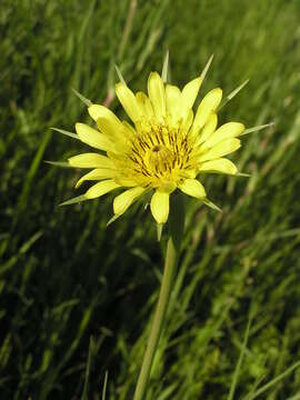 Image of yellow salsify