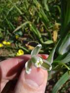 Image de Albuca canadensis (L.) F. M. Leight.