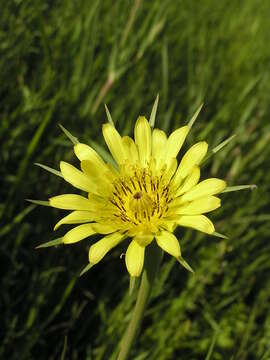 Слика од Tragopogon dubius Scop.